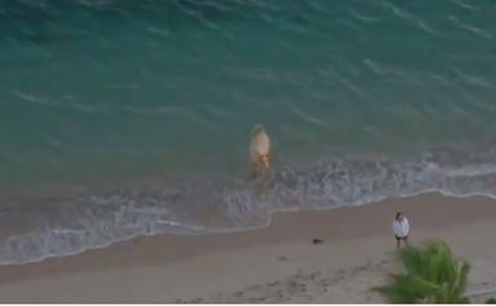 Captan en video a vaca que pasea en playas de Sonora