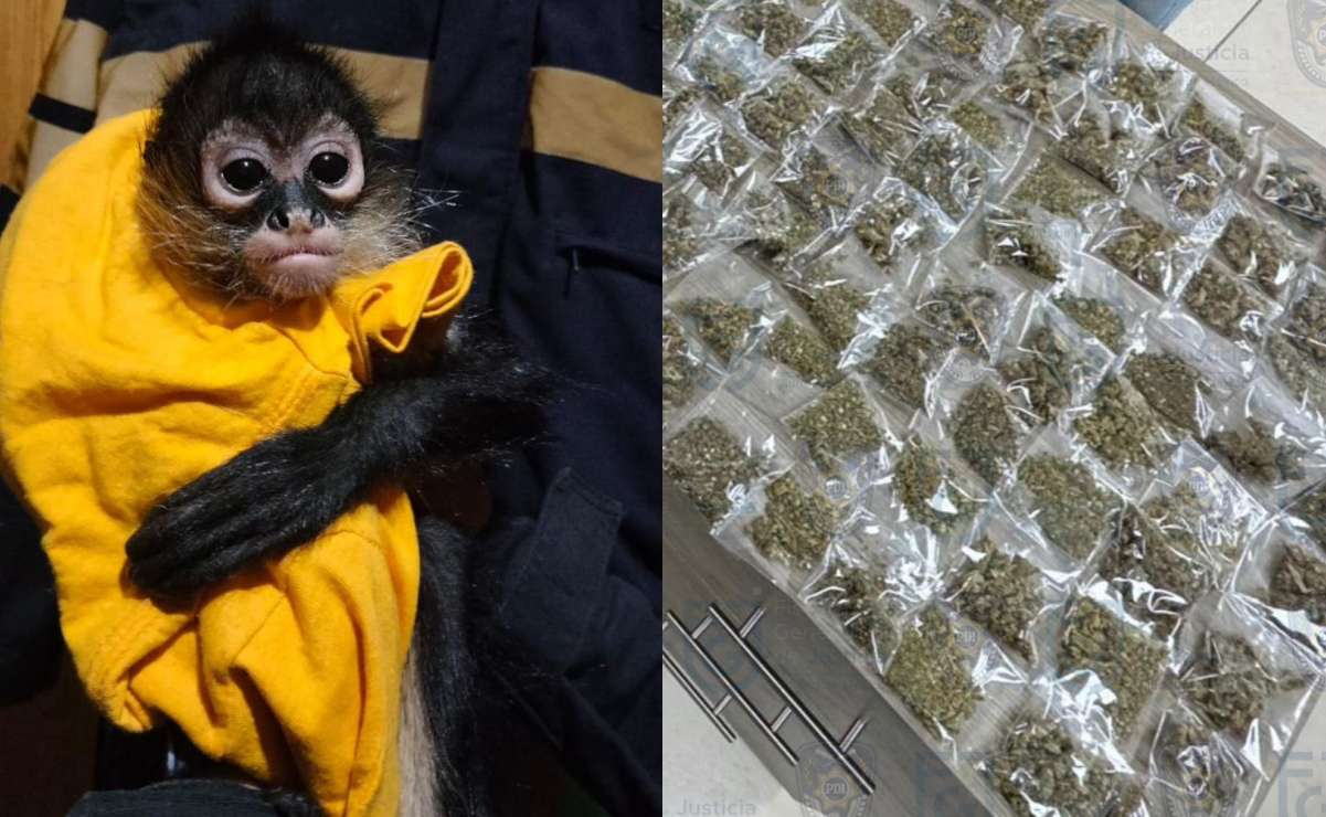 Dan golpe al narcomenudeo en la GAM; detienen a 61 personas, decomisan más de 2 mil dosis de droga y animales exóticos