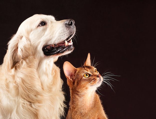 son los gatos realmente más inteligentes que los perros