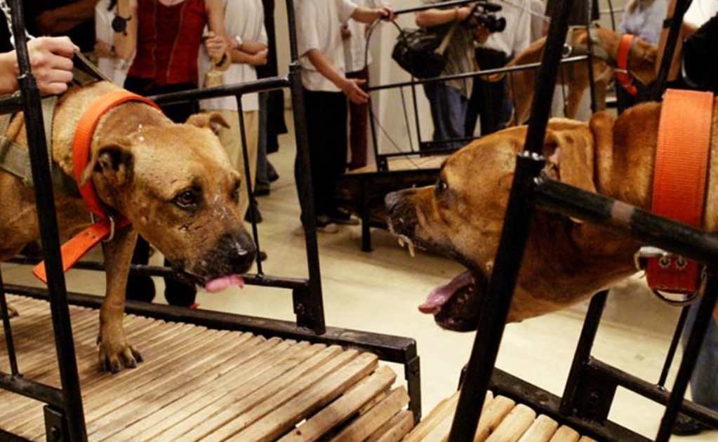 Guggenheim de NY retira obras con animales por amenazas