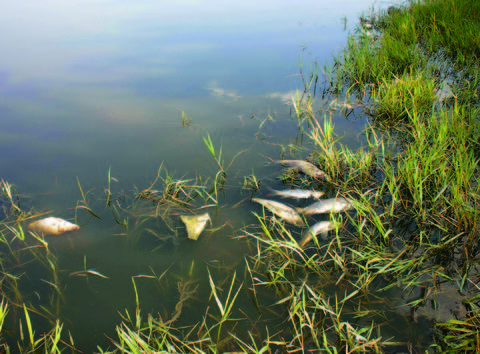 Peces podrían morir en La Llave, aseguran