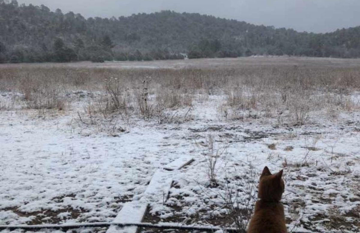 Así las nevadas en Chihuahua por la primera tormenta invernal de temporada