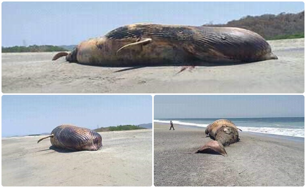 Reportan una ballena muerta en costas de Oaxaca
