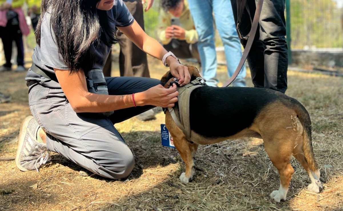 ¡Es oficial! Crean Padrón de Paseadores de Perros en la CDMX