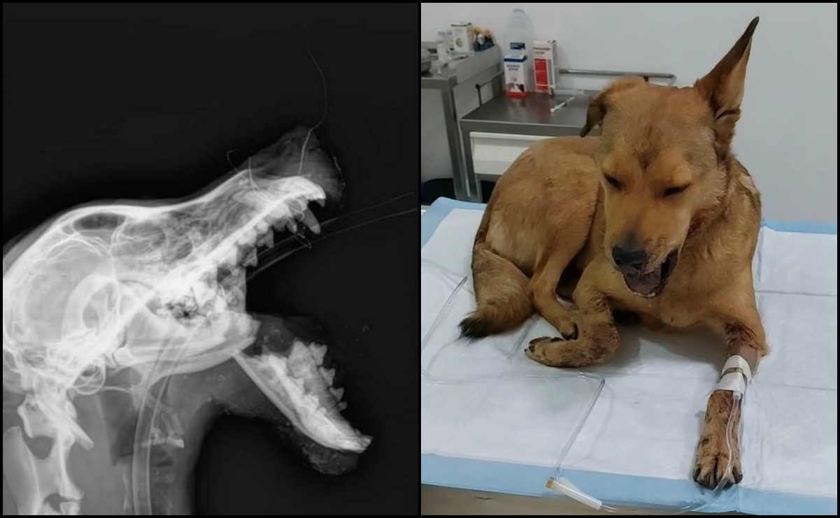 Con un cohete, destrozan el hocico de “Belén”, una perrita cajera en León, Guanajuato