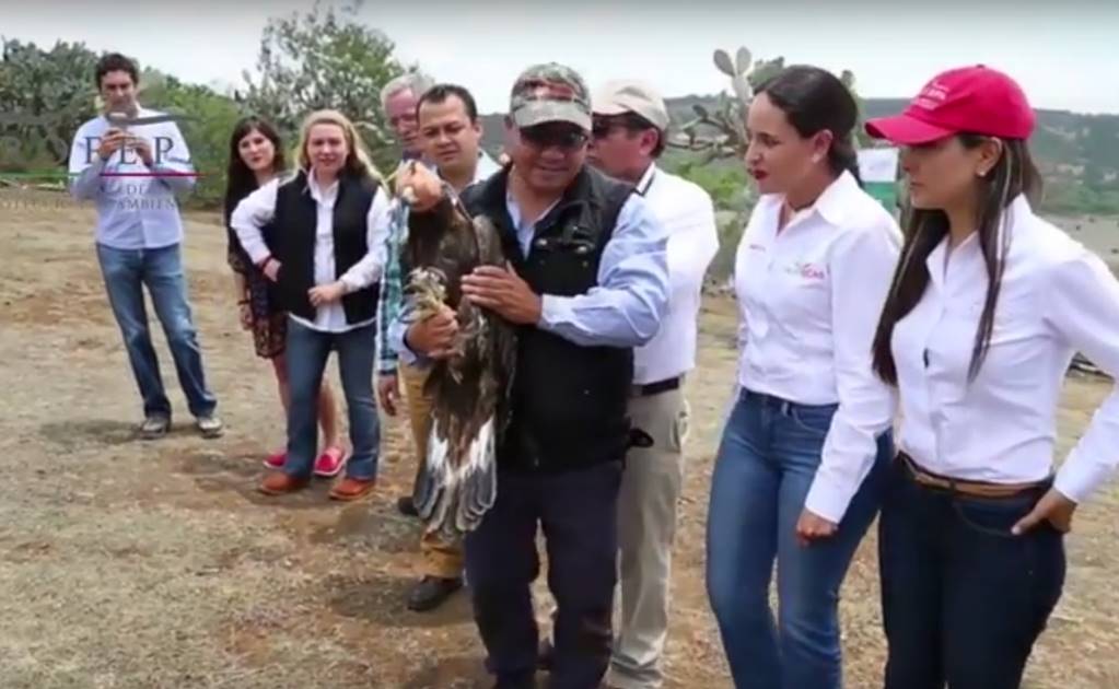 Liberan a águila rehabilitada en San Luis Potosí 