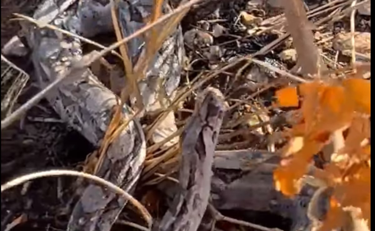 Jóvenes dan agua a sedienta boa en Yucatán