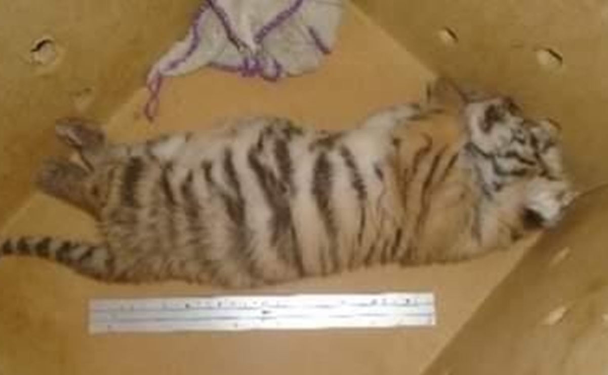 Aseguran cachorro de tigre de bengala en Quintana Roo; agentes de la SSP hallan al felino en retén