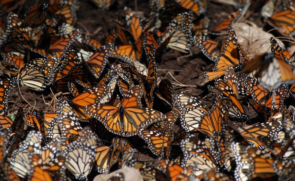 Changes in migration patterns put monarch butterflies at risk
