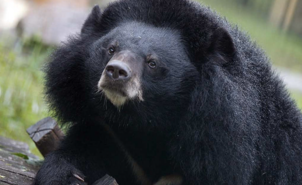 Videos show over-friendly black bear approaching people in Nuevo León, Mexico