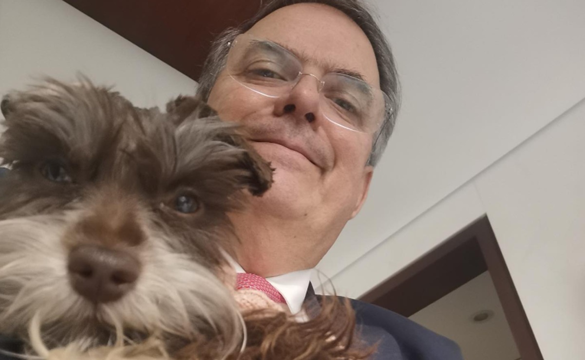 Ebrard explica porqué sigue en Twitter cuentas de “lomitos suavecitos” y “gatitos gorditos”