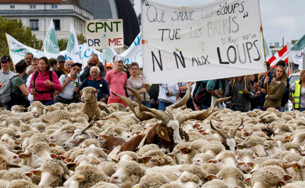 Protestan contra los lobos con miles de ovejas en Lyon, Francia