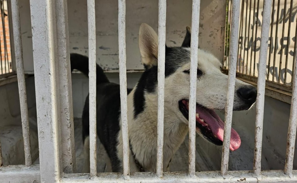 Rescatan a perrito husky que padecía maltrato en Texcoco, Estado de México