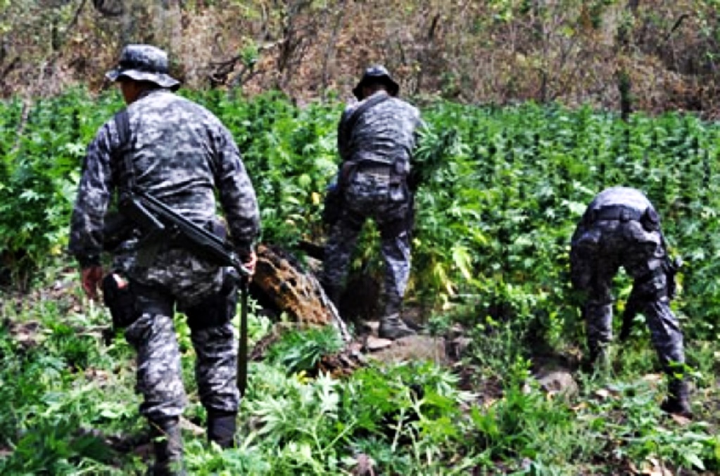 PGR destruye dos plantíos de marihuana en Jalisco 
