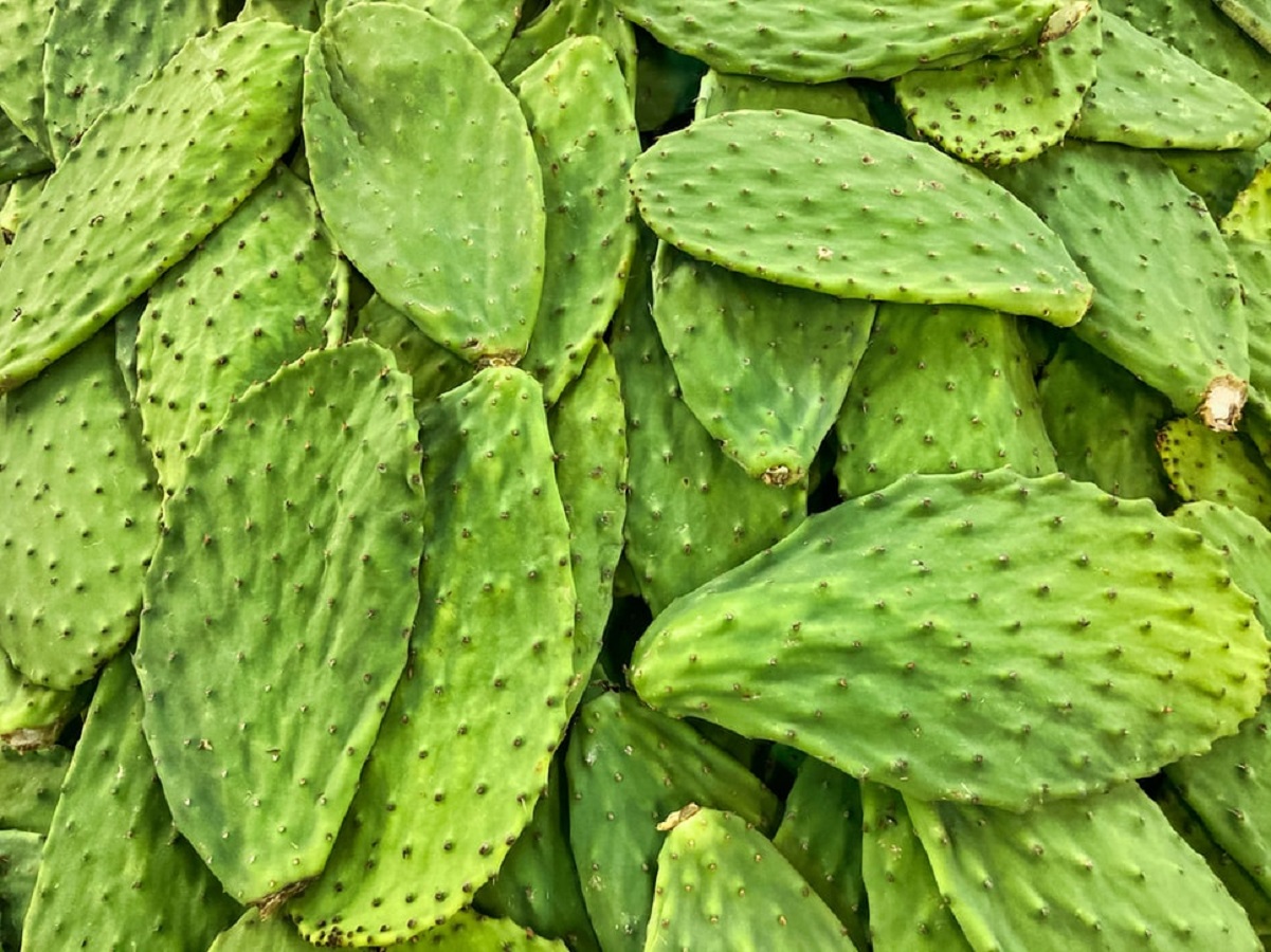 Los maravillosos nutrientes que tiene el nopal