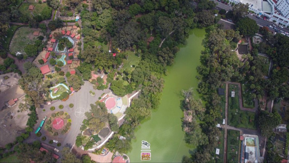 ¿Cómo es el Zoológico de Morelia, lugar donde murió un cachorro de jaguar tras el desfogue de agua?