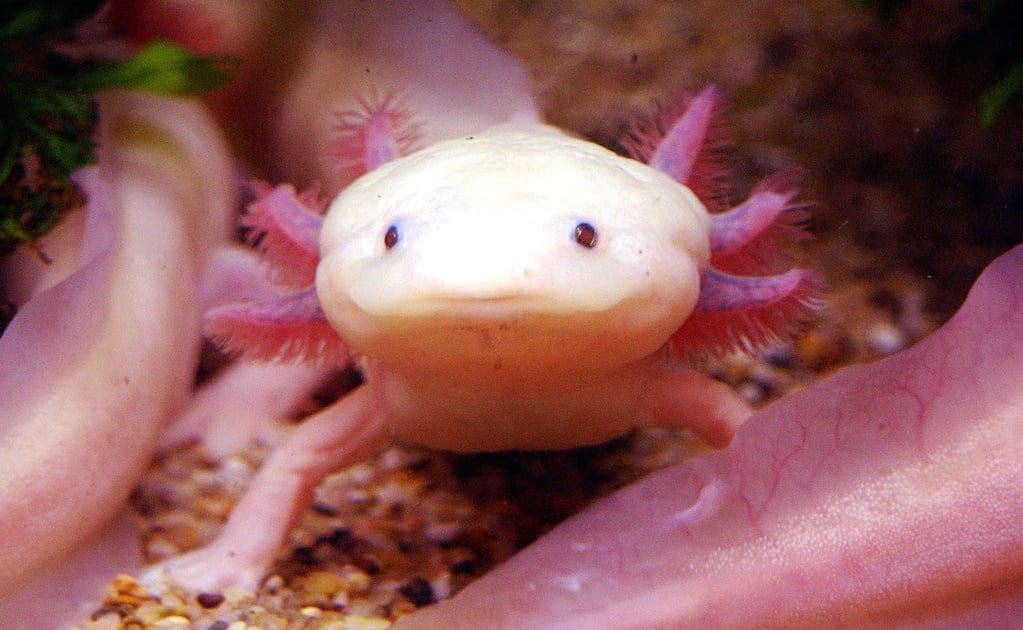 The Mexican women protecting axolotls