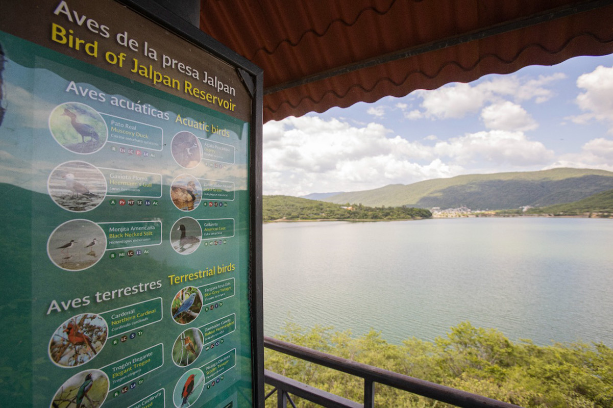 Presa de Jalpan podría garantizar 2 años de abasto ganadero 