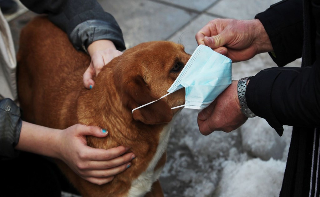 How to protect your pets from the environmental crisis in Mexico City