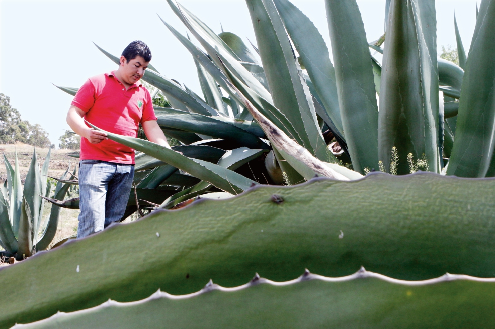 Cinvestav busca combatir obesidad utilizando fructanos del agave 