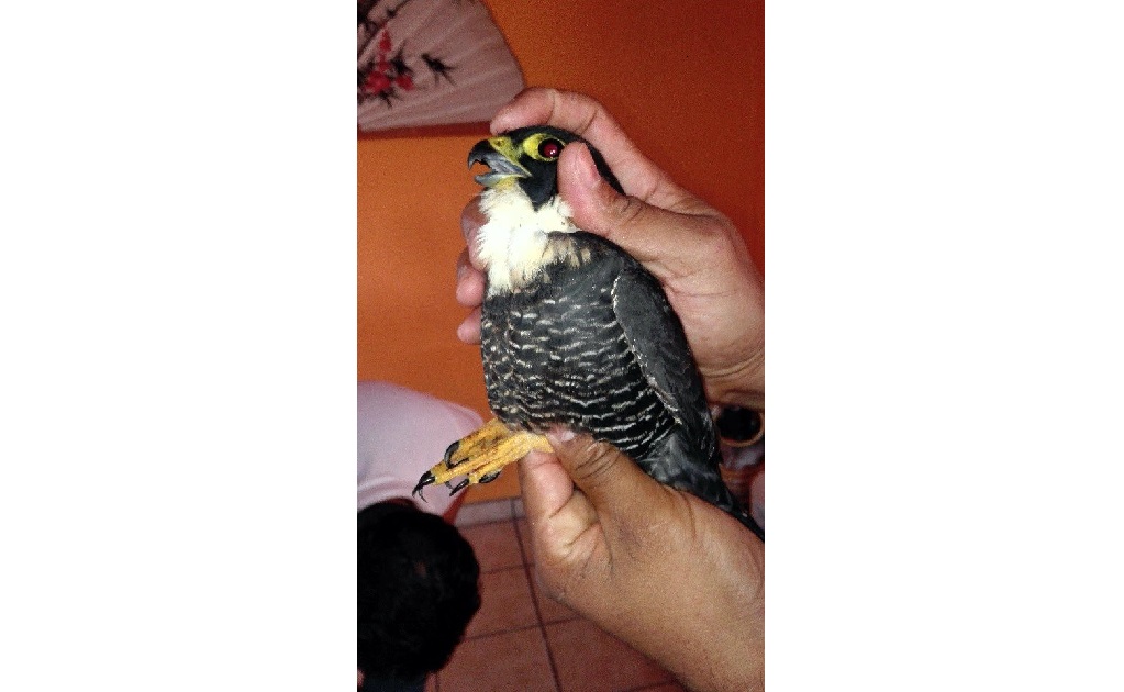 Rescatan halcón murcielaguero en Chiapas 
