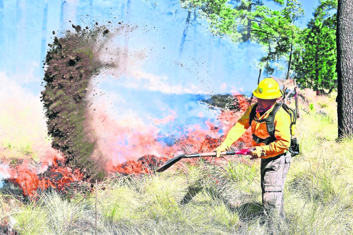 Narcotráfico provoca el 30% de incendios forestales 