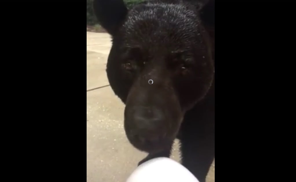El inquietante encuentro entre una mujer y un oso negro