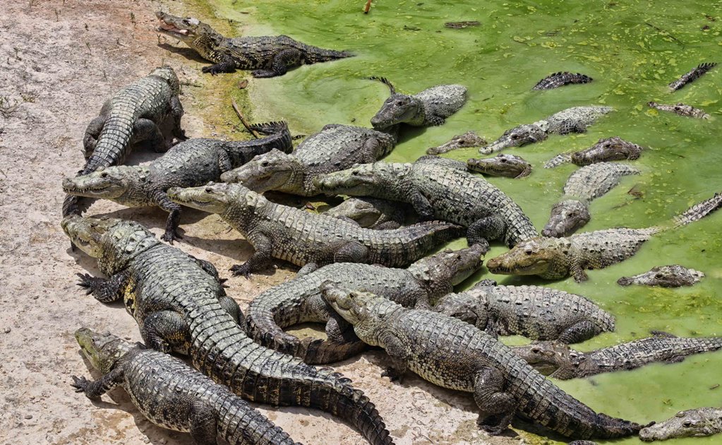 Más de 11 mil cocodrilos hondureños podrían morir de hambre 