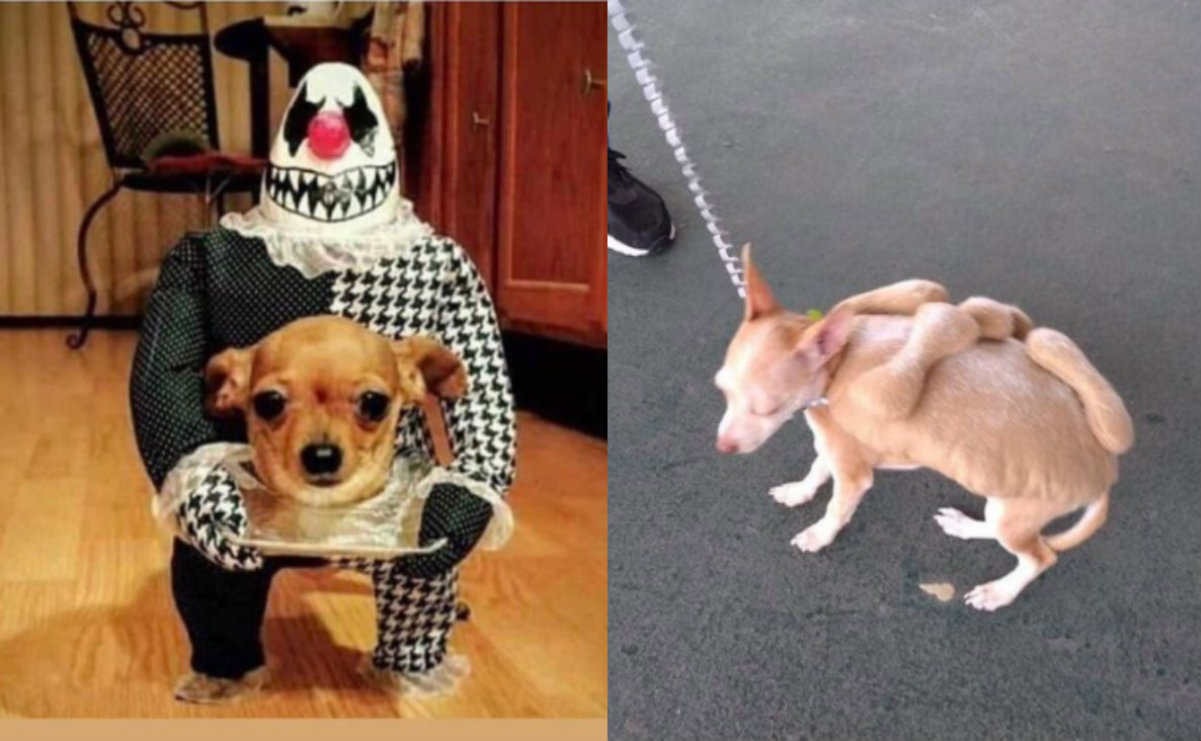 Los 10 mejores disfraces de Halloween para perros