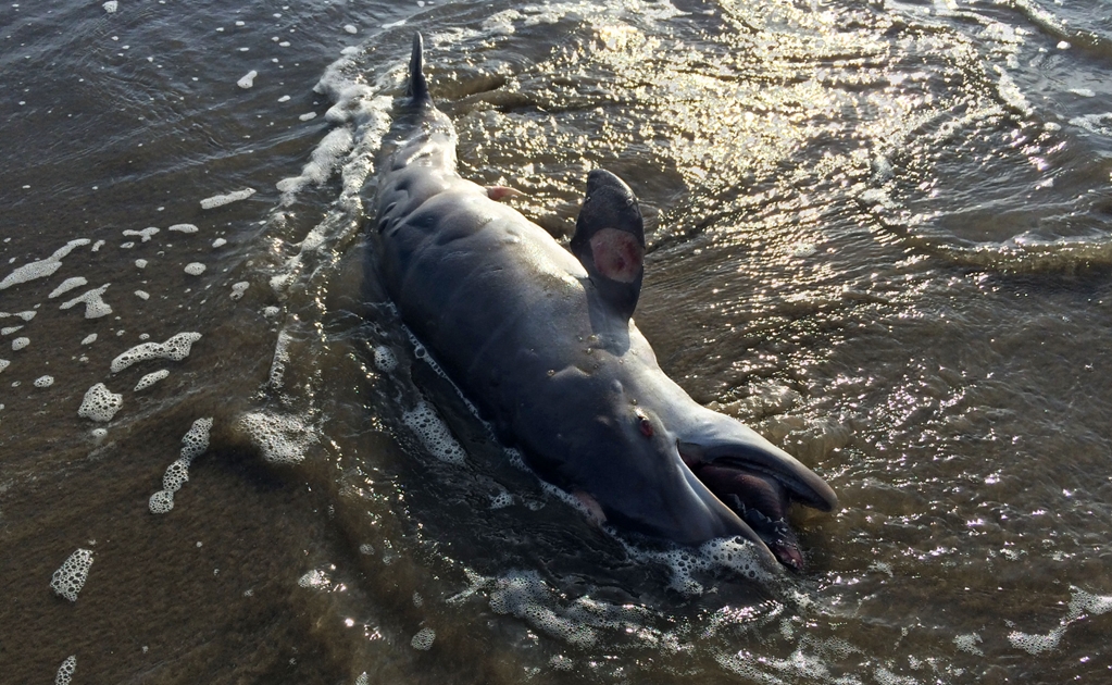 279 dolphins stranded on Gulf of Mexico, 98% dead