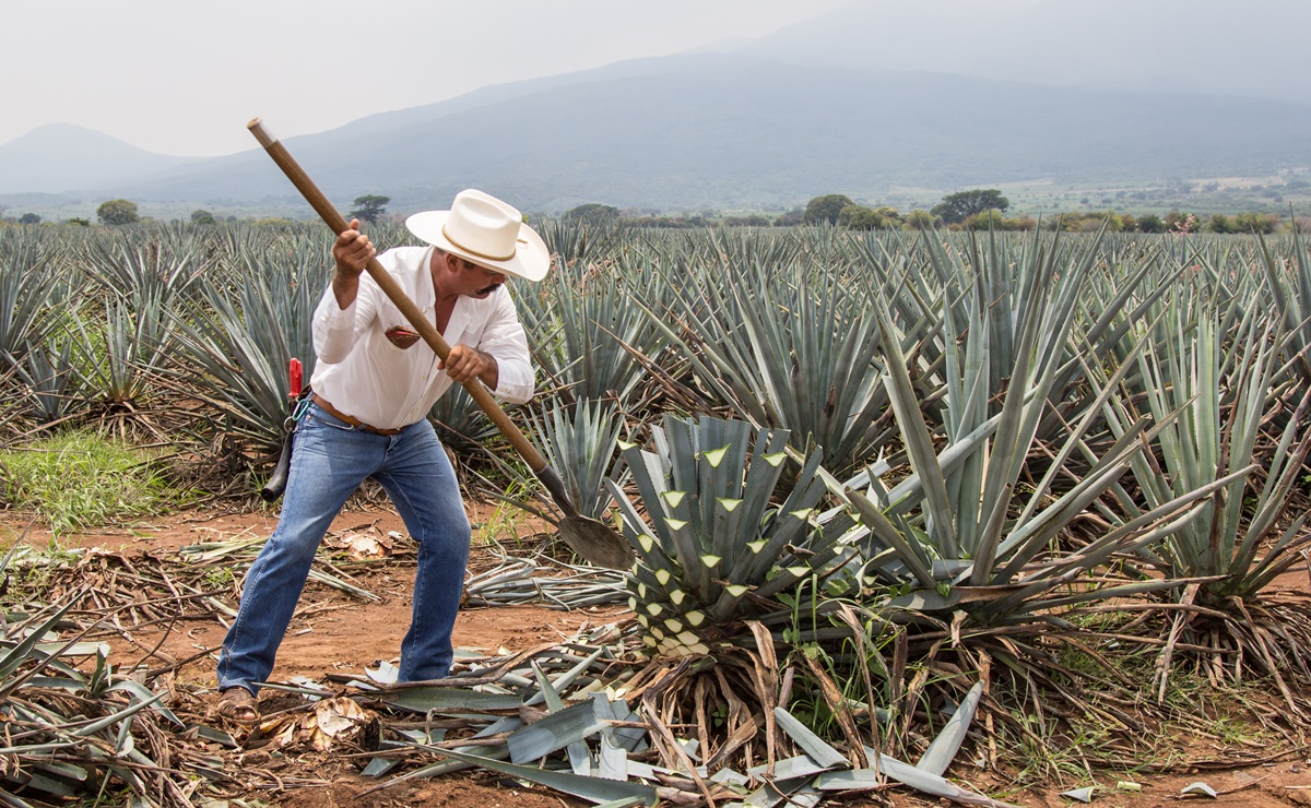 ¿Te gustan los destilados? Especialízate en mezcal y tequila