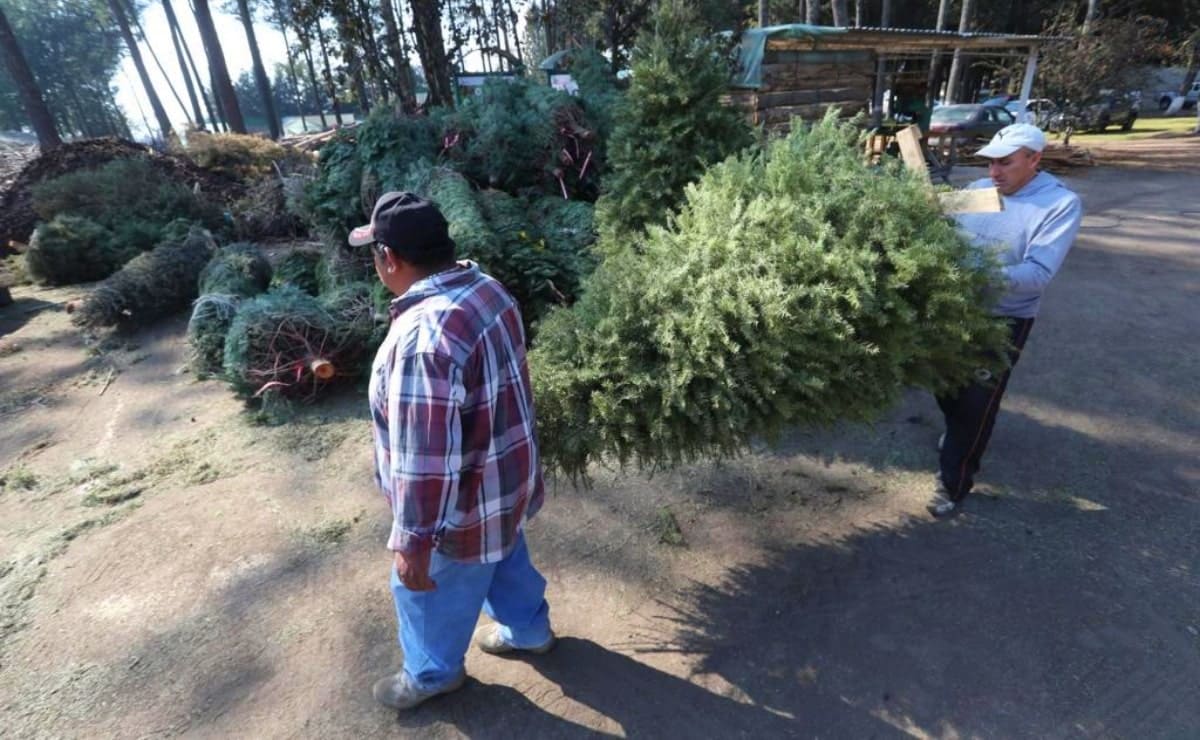 Lanzan campaña de acopio de árboles de navidad para producción de artesanías y composta