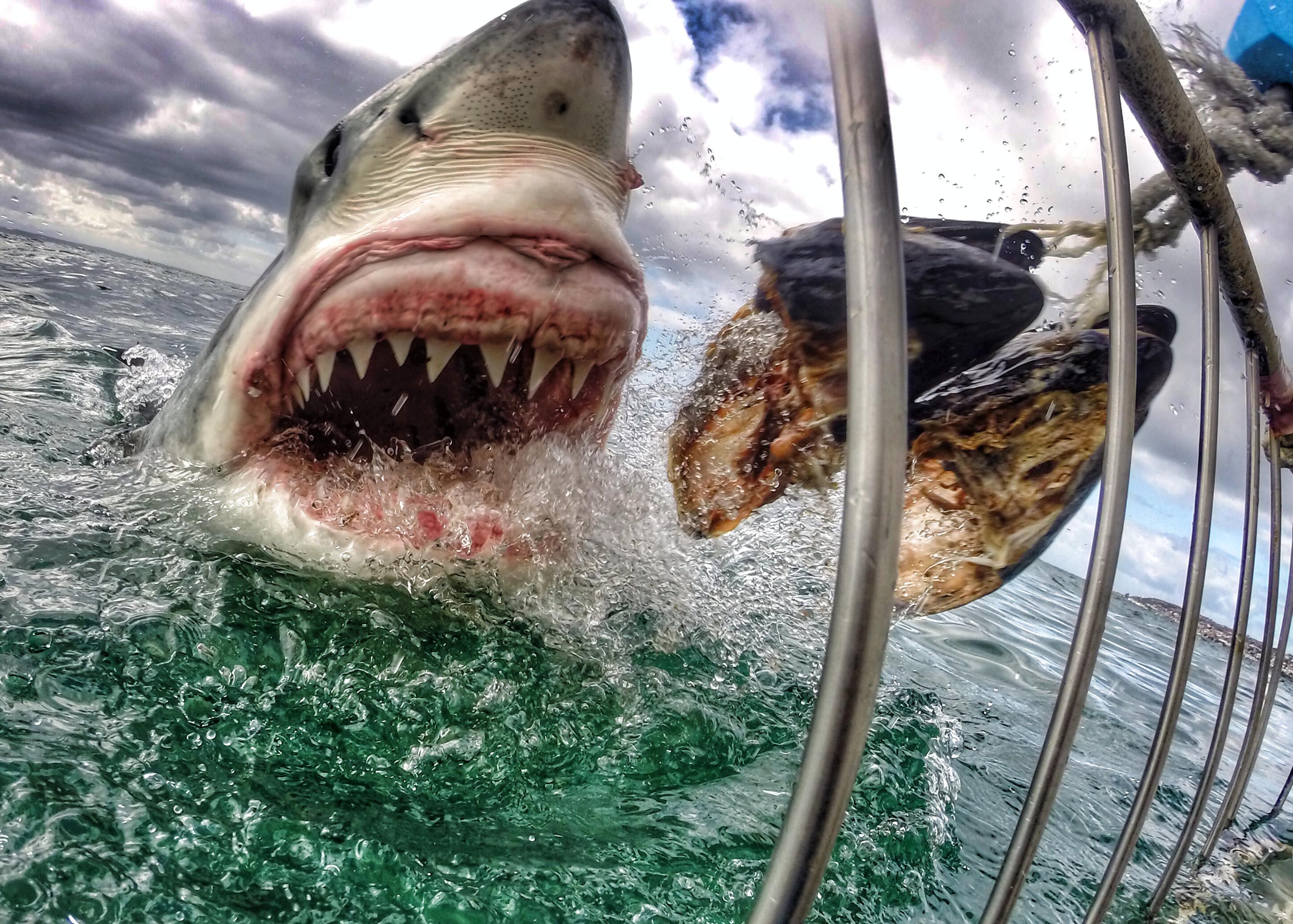Cinco buenas razones para verle los dientes a un tiburón