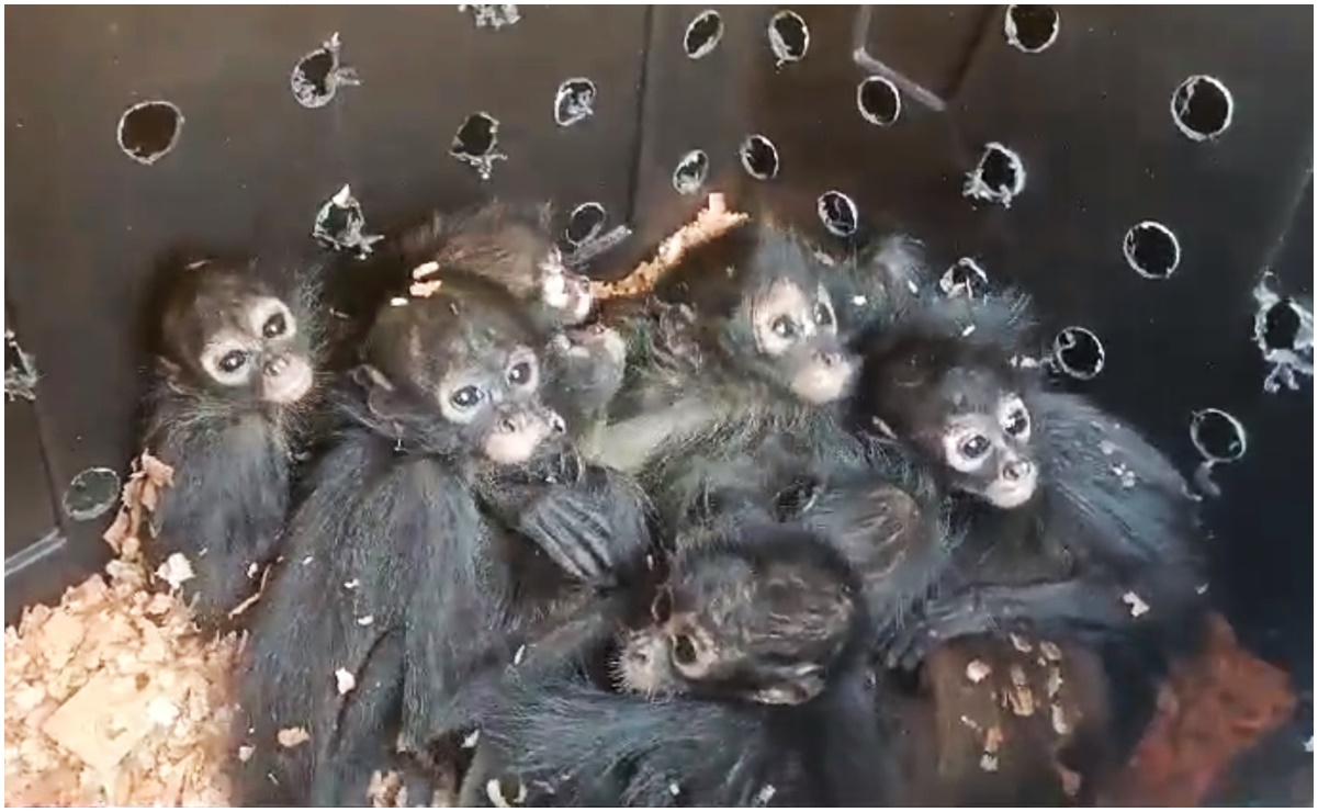 VIDEO. Rescatan 20 monos araña bebé transportados en condiciones precarias en Chiapas