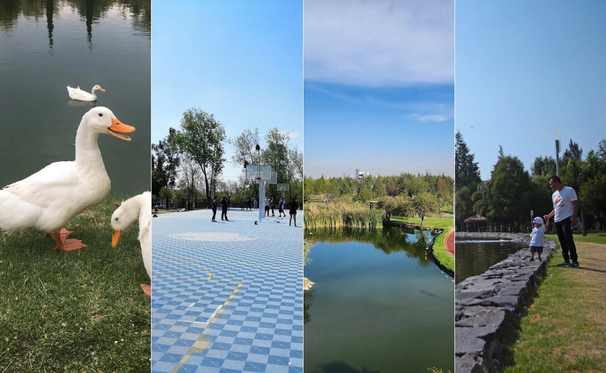 ¿Cuánto costará la entrada al Acuario Michin Puebla este verano 2026?