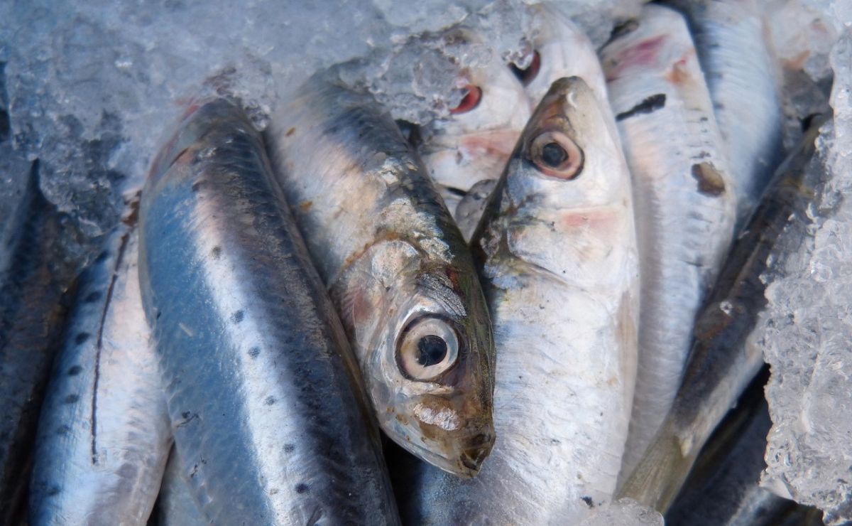 El tipo de pescado que prolonga la esperanza de vida, según estudio científico