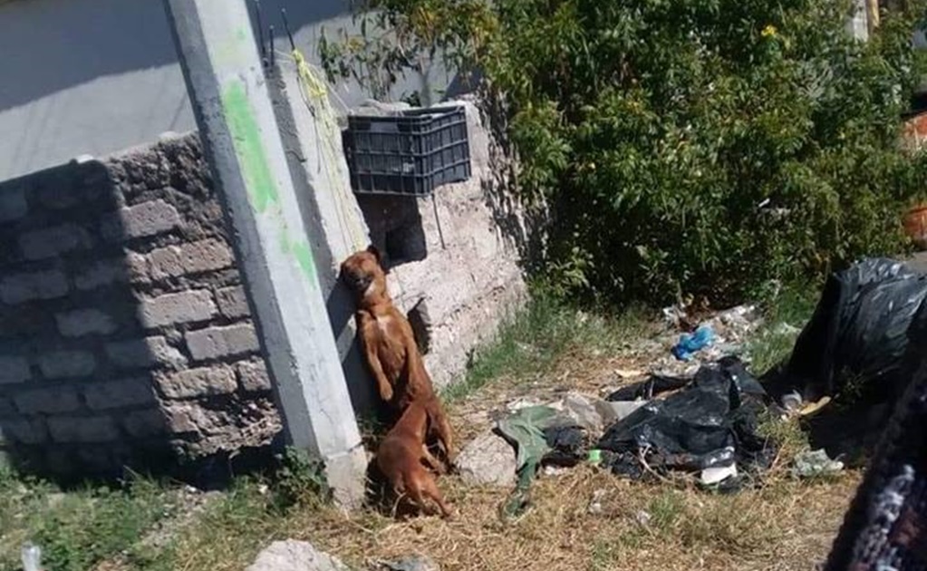 Investigan caso de perrita colgada en Coahuila