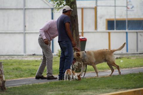 Prevén creación de 59 parques que aceptan mascotas