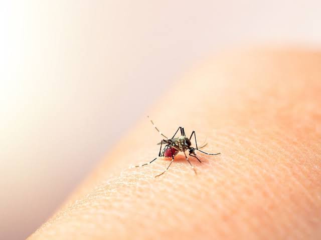 Aumentan casos de dengue 80 por ciento en el último mes