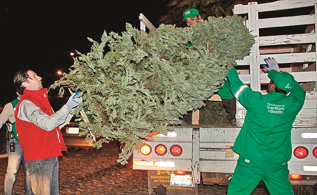 Centros de acopio aún reciben árboles de Navidad 