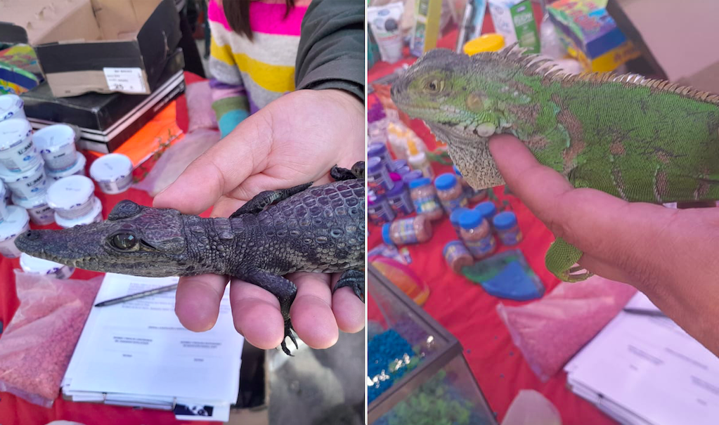 Vendían una iguana y un cocodrilito en tianguis de Querétaro 