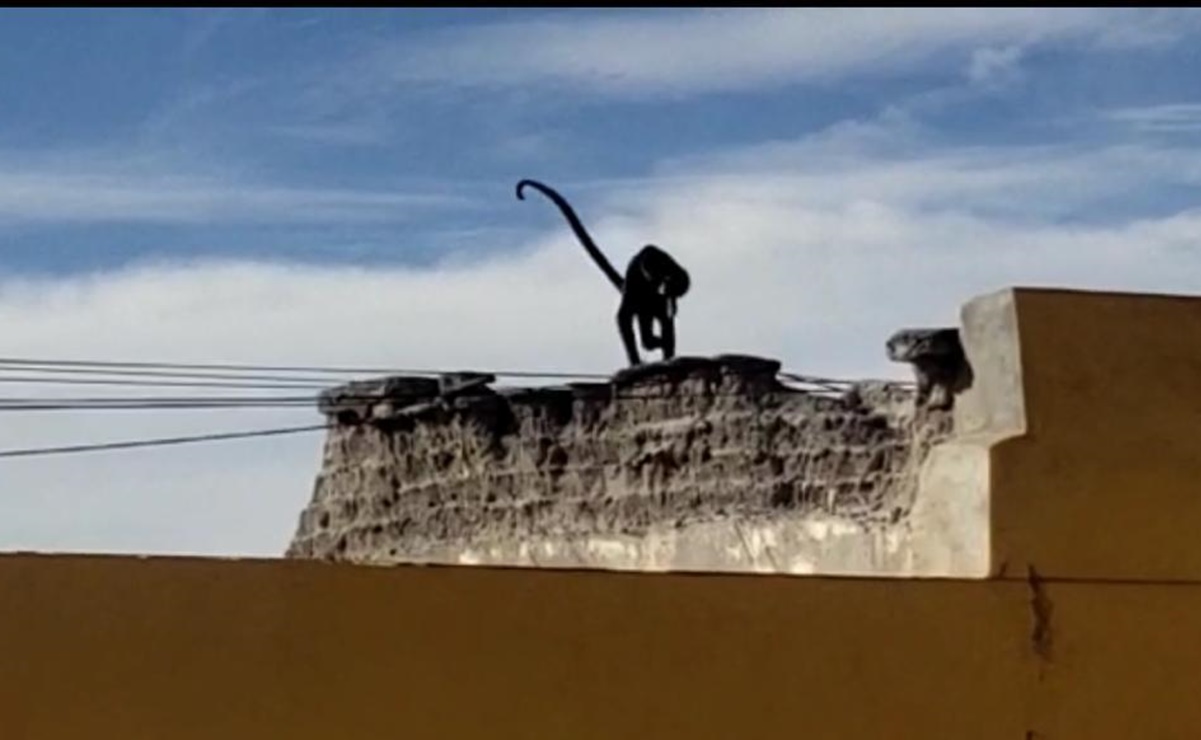 Captan a mono araña en techo de centro comercial de Parras, Coahuila 