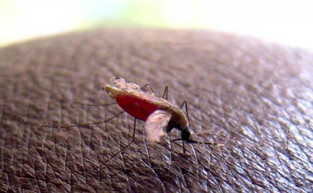 EU regulator recommends 1st license for malaria vaccine