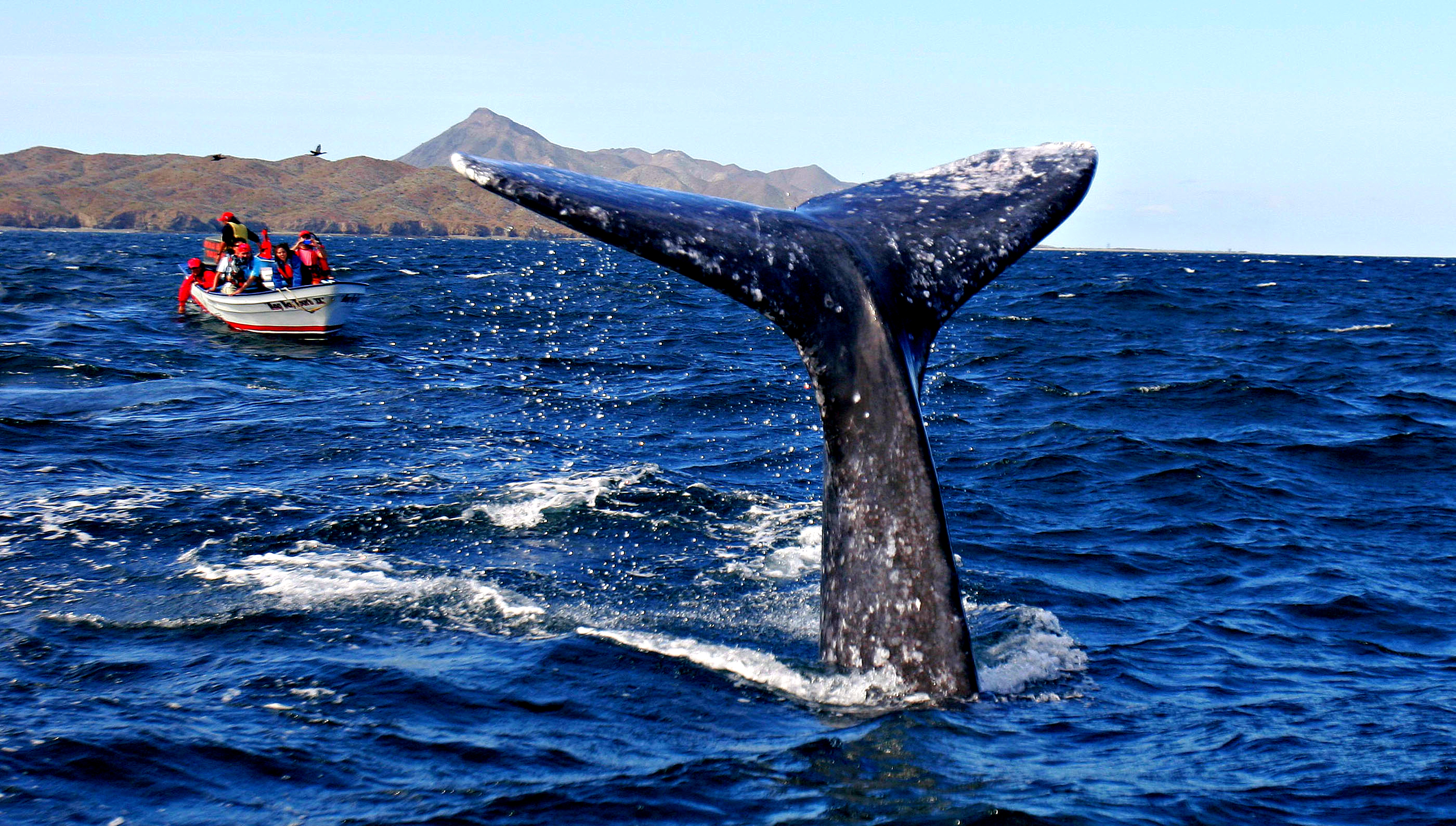 Viajera y solidaria: 13 cosas sorprendentes sobre la ballena gris
