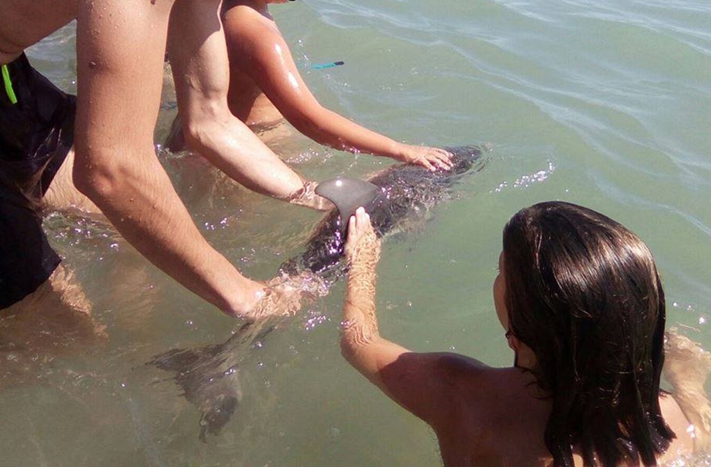 Muere cría de delfín en España mientras bañistas se tomaban selfies con ella