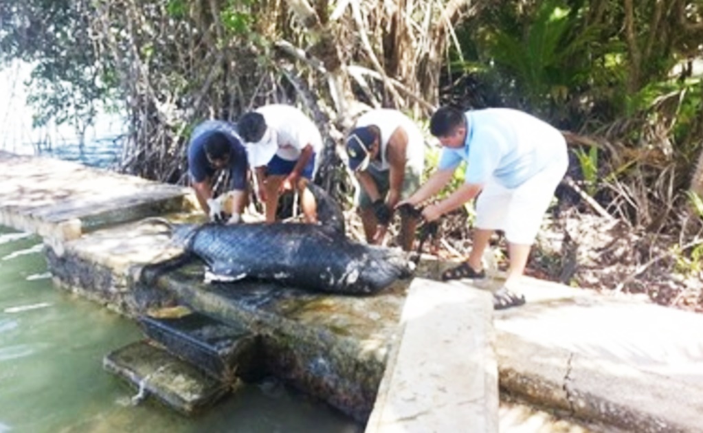 Analizan muerte de delfín varado en Bahía de Chetumal 