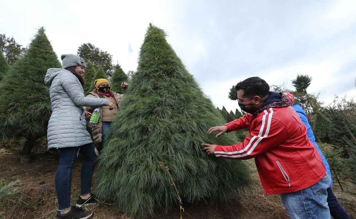 Arranca venta de árboles de Navidad en Xonacatlán, Edomex