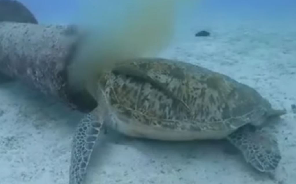 Captan a tortuga en peligro de extinción alimentándose de desechos en una tubería
