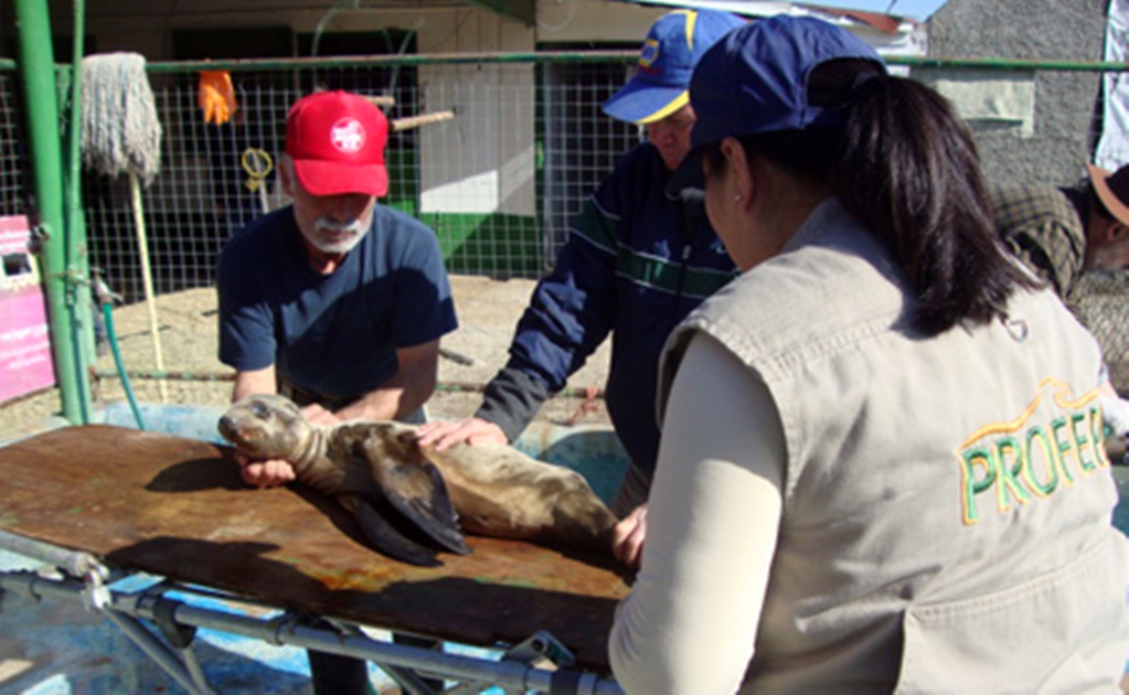 Rescatan cría de lobo marino en Playas de Rosarito