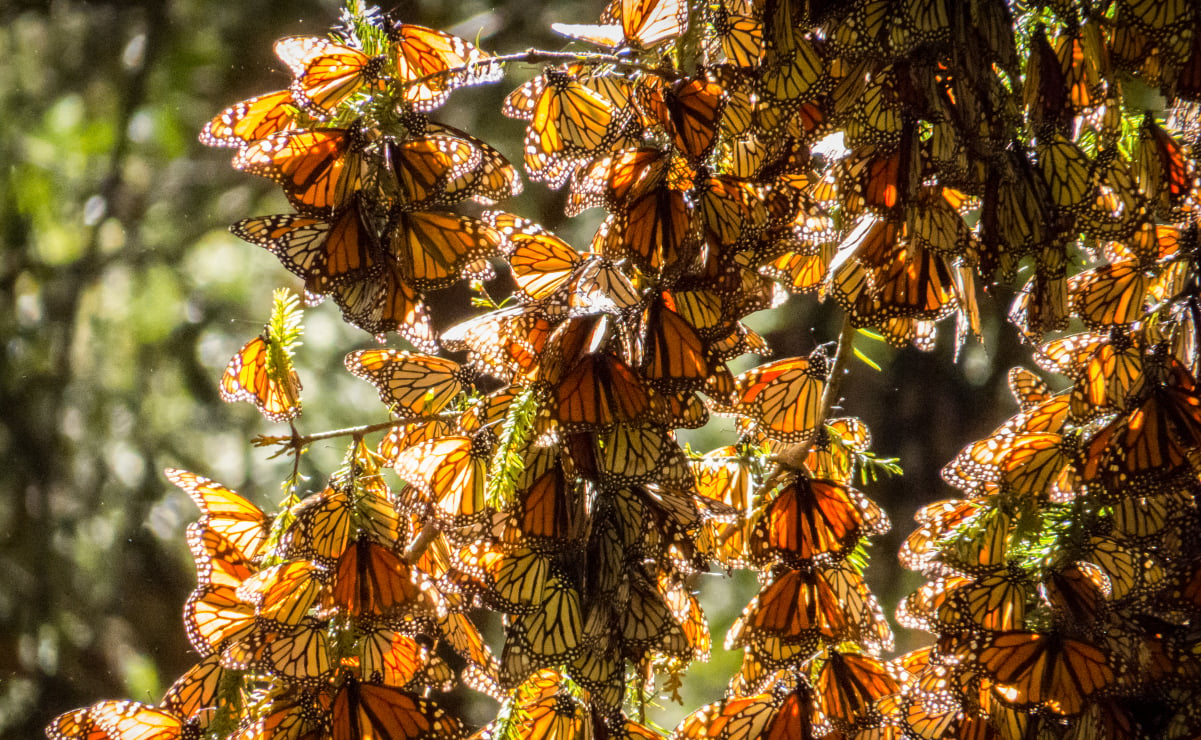 ¡Ya vienen las mariposas monarca! Cuándo y dónde verlas